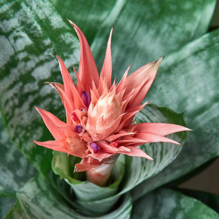 Bromeliad &