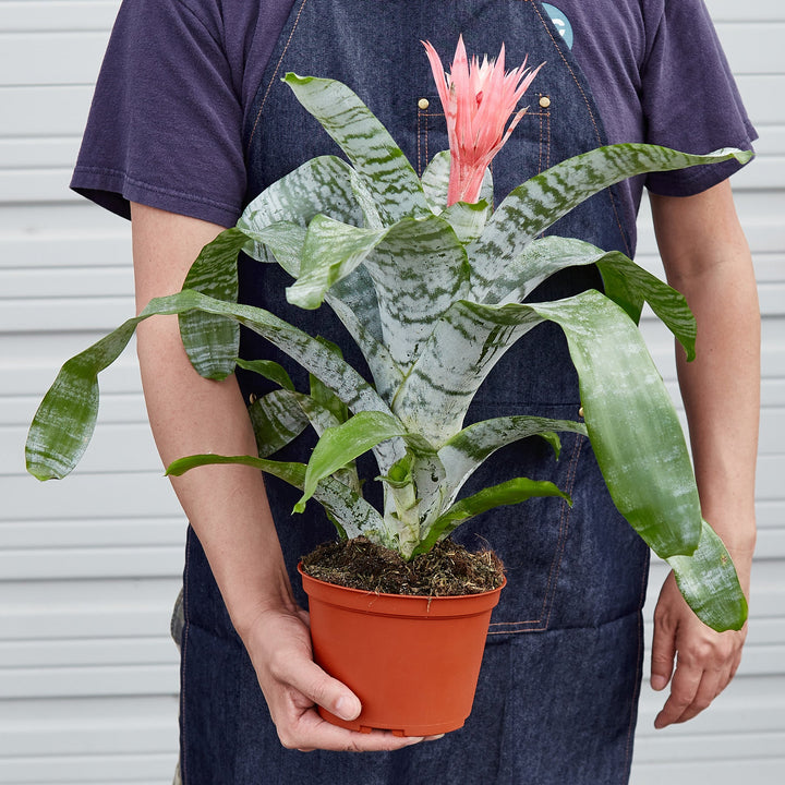 Bromeliad &