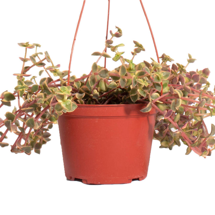 Crassula Pellucida Variegata &