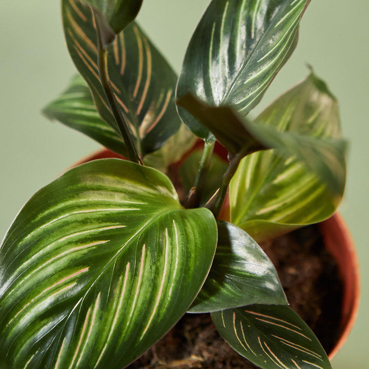 Calathea &