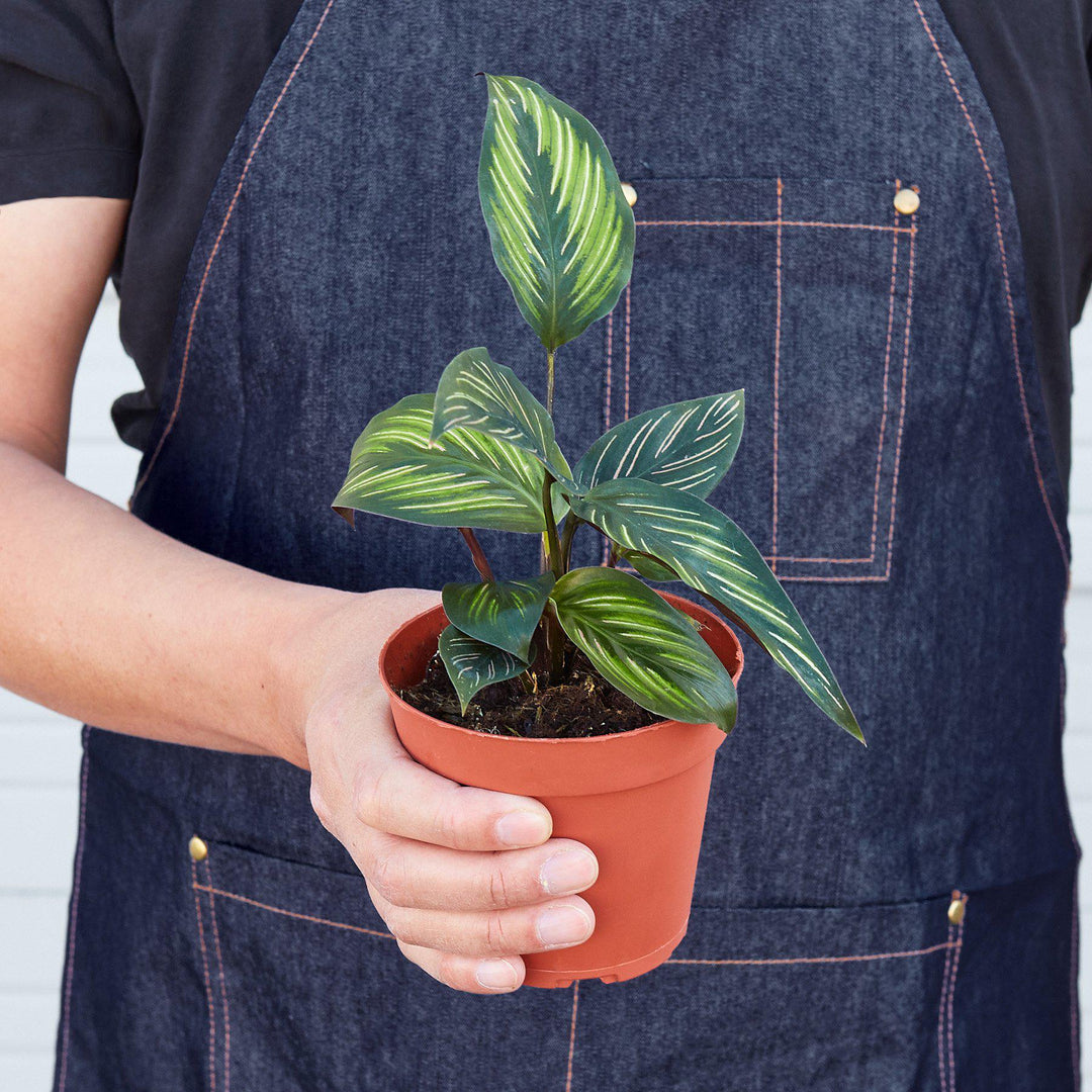 Calathea &