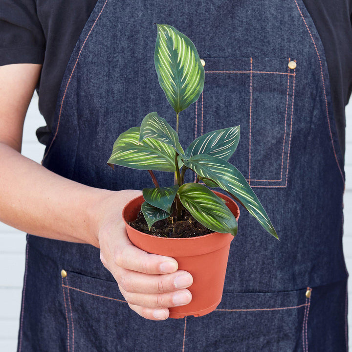 Calathea &