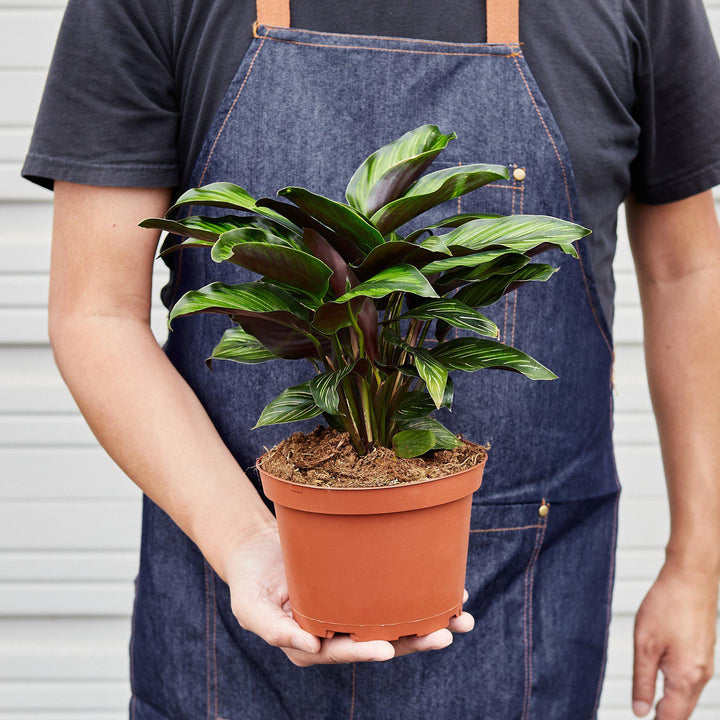 Calathea &