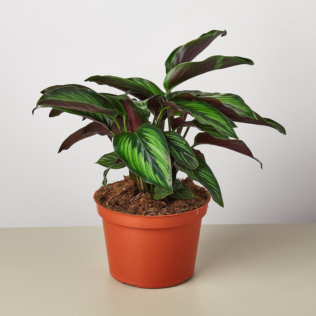 Calathea &