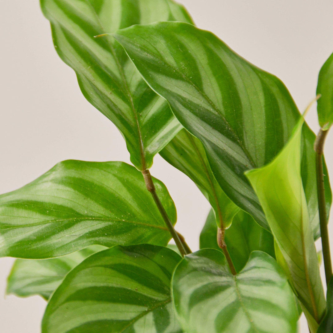 Calathea Concinna &