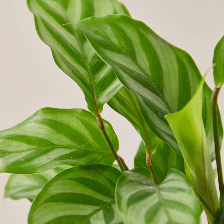 Calathea Concinna &