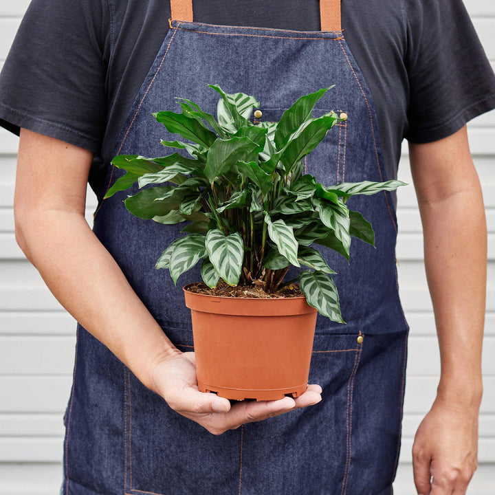 Calathea Concinna &