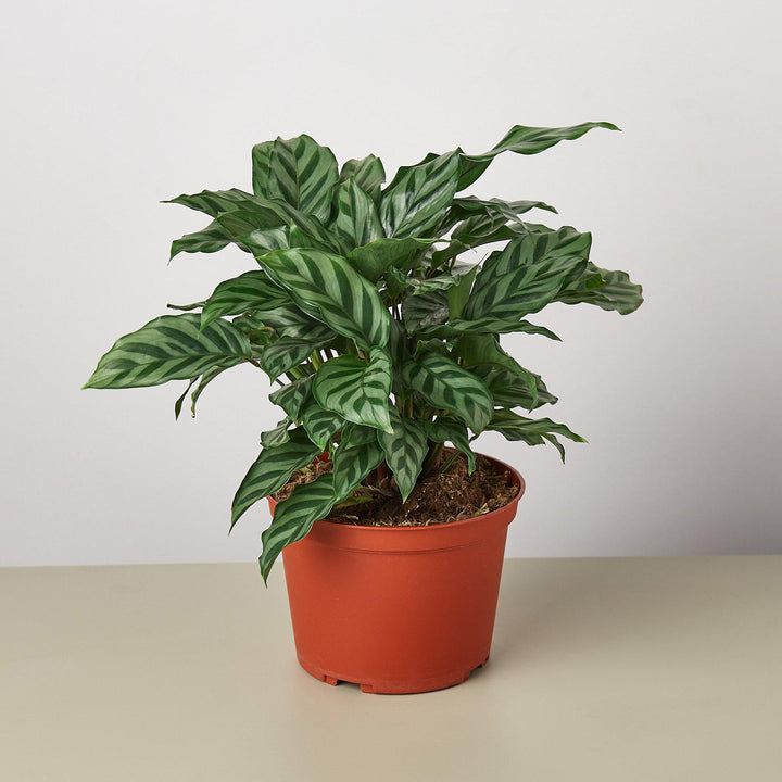 Calathea Concinna &