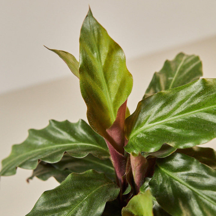 Calathea Rufibarba &