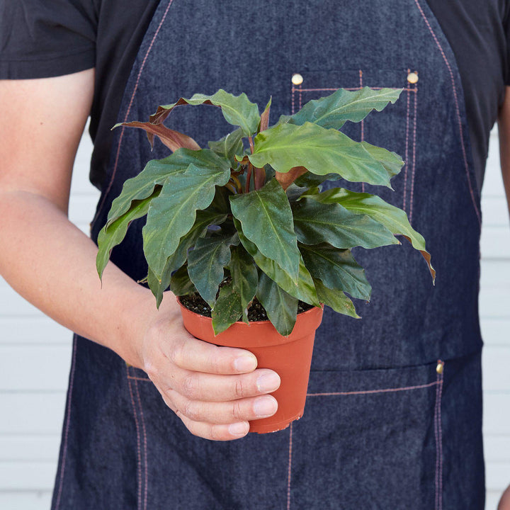 Calathea Rufibarba &