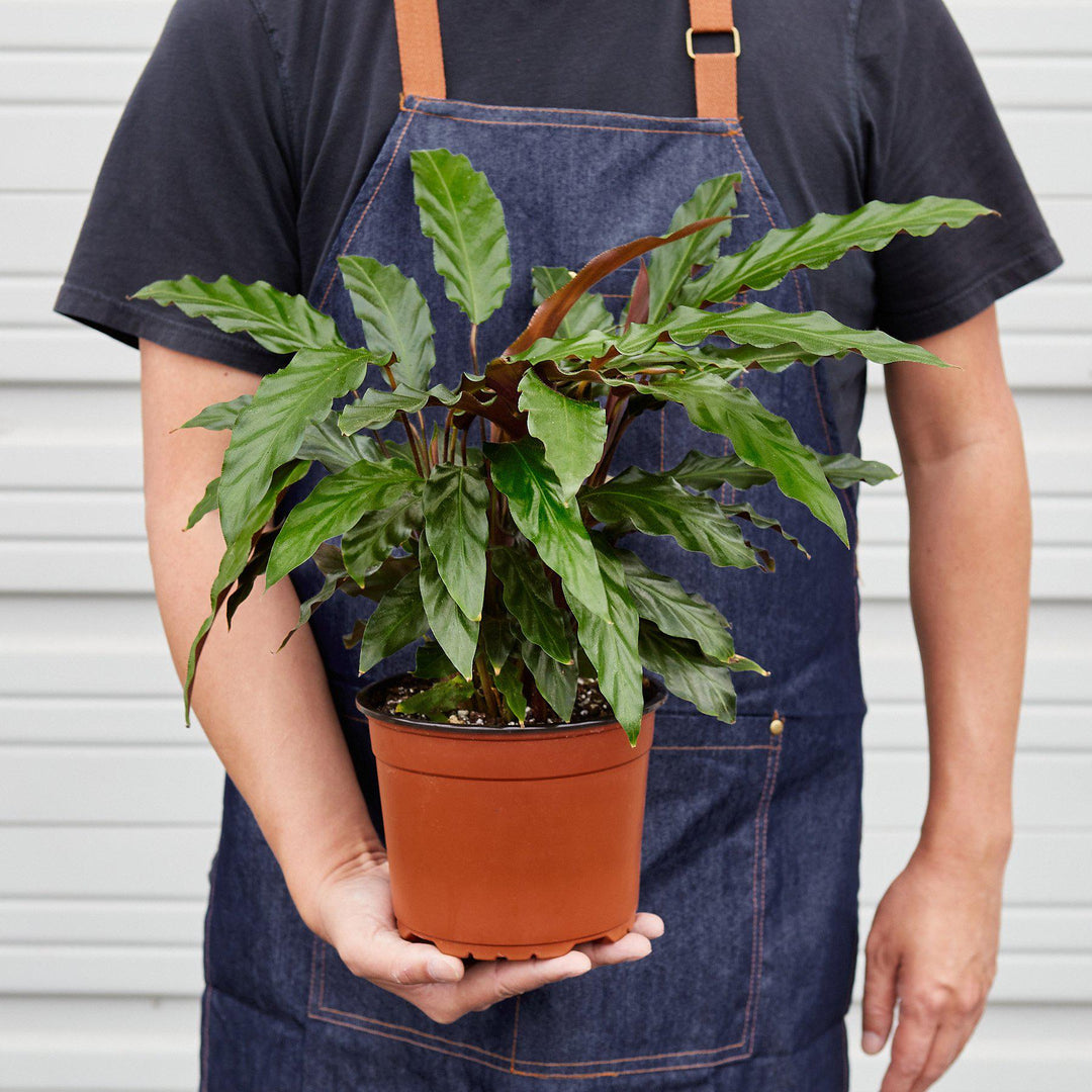 Calathea Rufibarba &