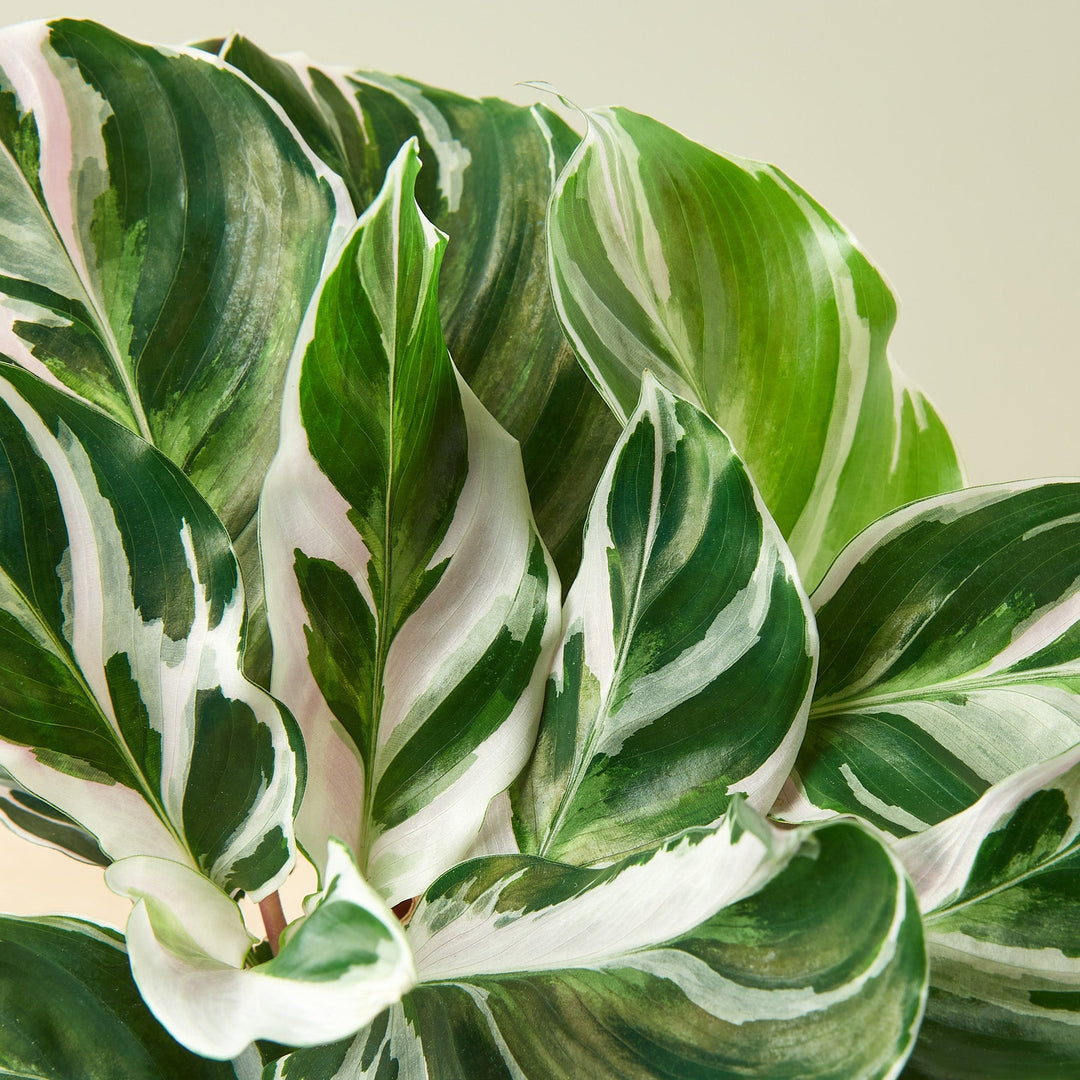 Calathea &