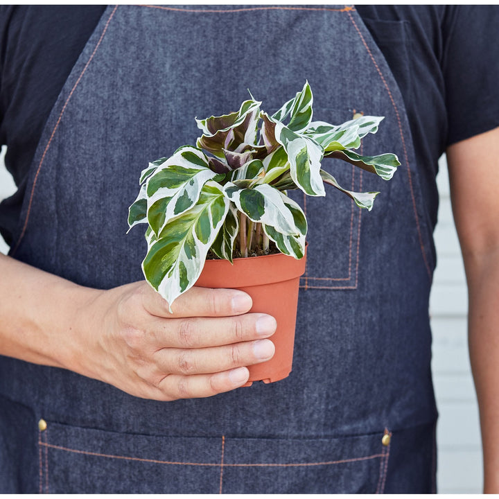 Calathea &