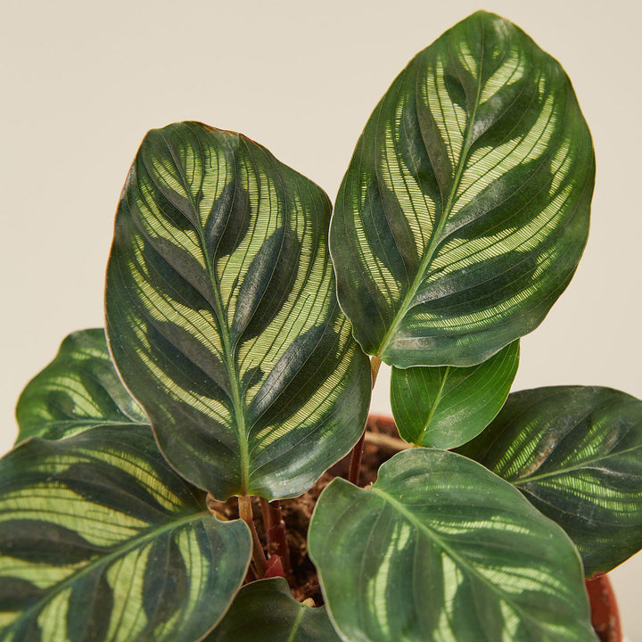 Calathea &