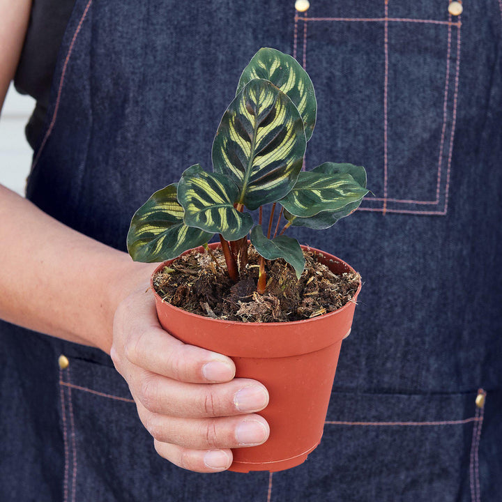 Calathea &