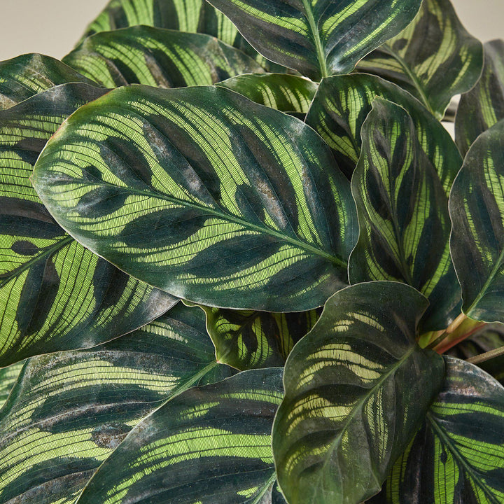Calathea &