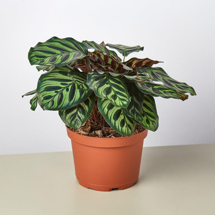 Calathea &
