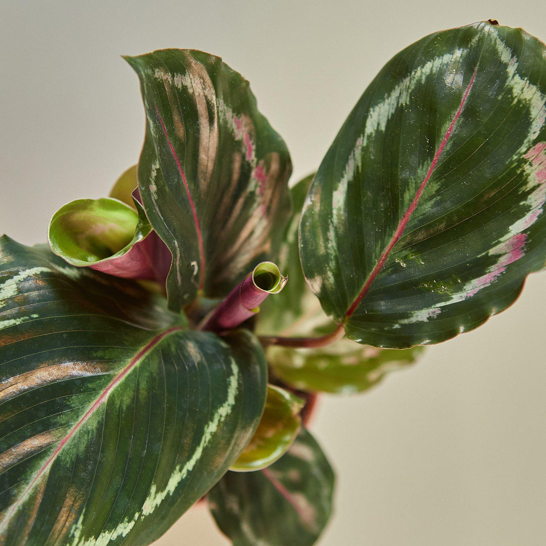 Calathea Roseopicta &
