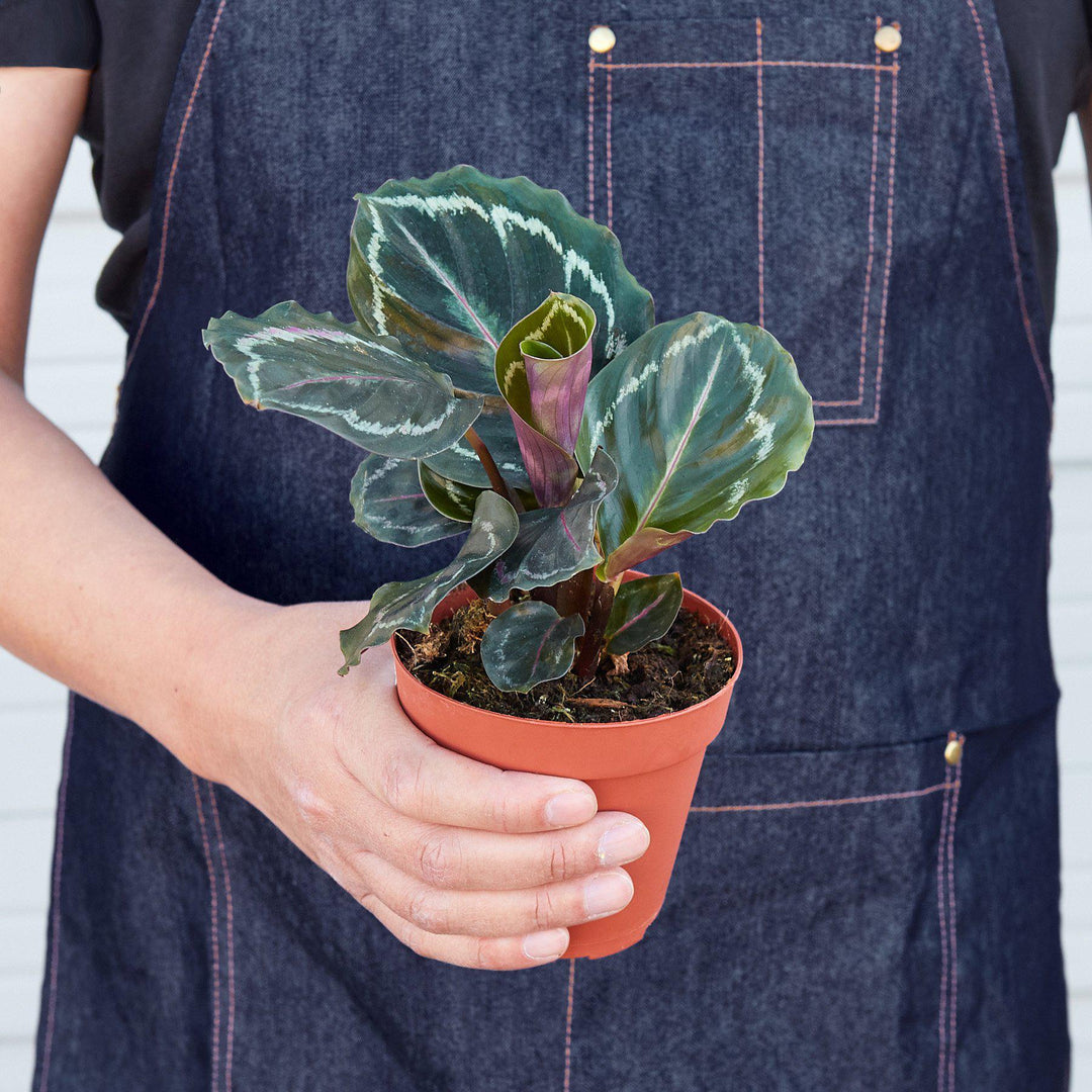 Calathea Roseopicta &