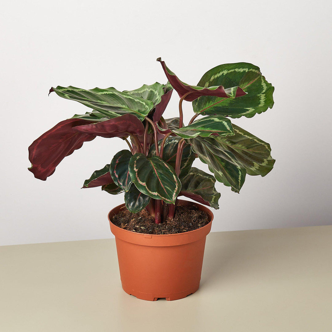 Calathea Roseopicta &