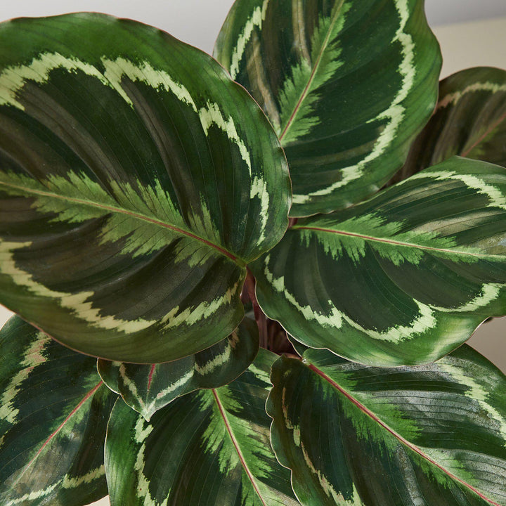 Calathea Roseopicta &
