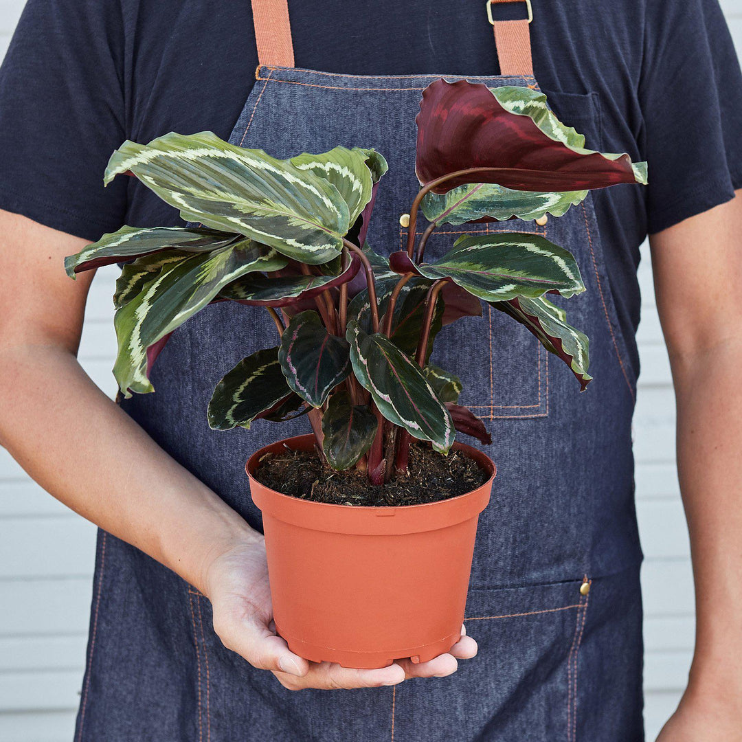 Calathea Roseopicta &