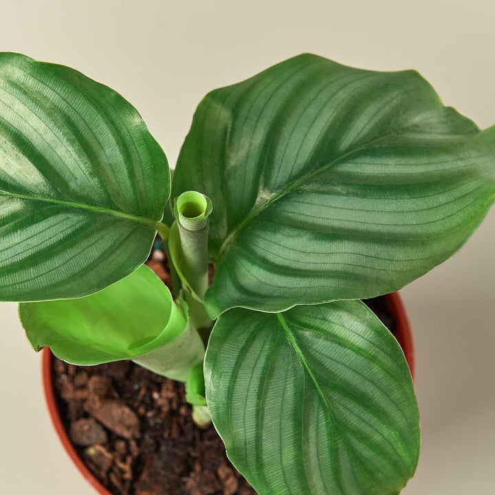 Calathea &