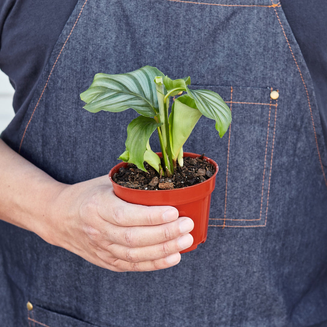 Calathea &