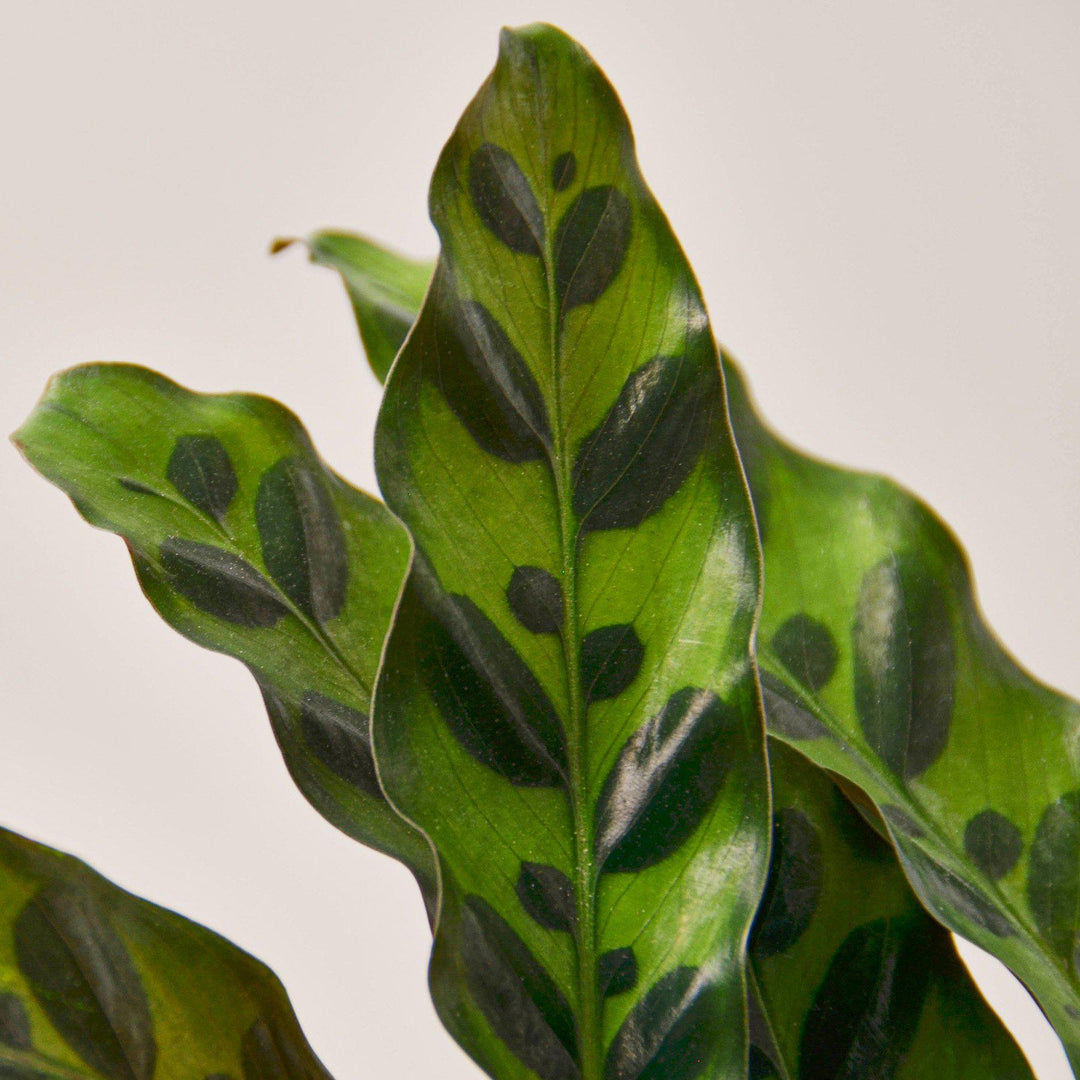 Calathea Lancifolia &