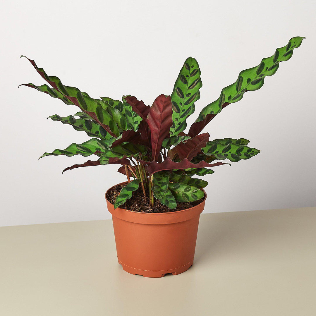 Calathea Lancifolia &