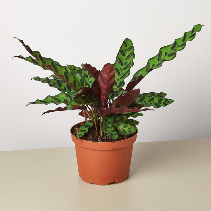 Calathea Lancifolia &
