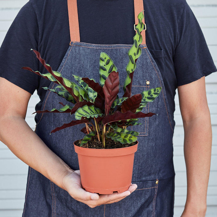 Calathea Lancifolia &