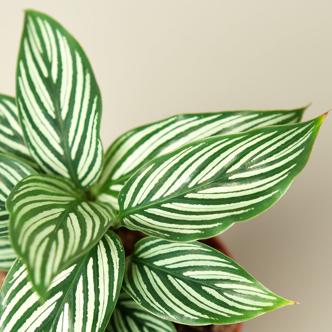 Calathea &