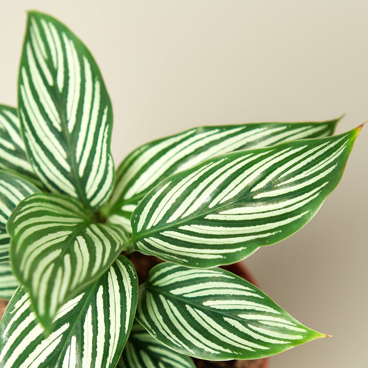 Calathea &