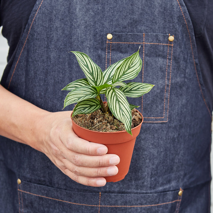 Calathea &