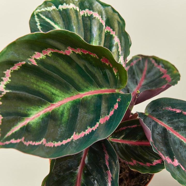 Calathea &