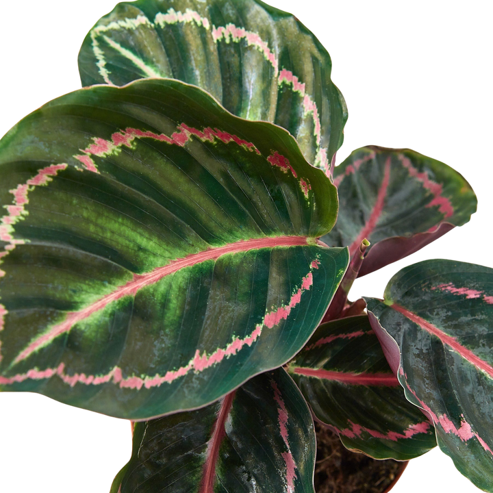 Calathea &