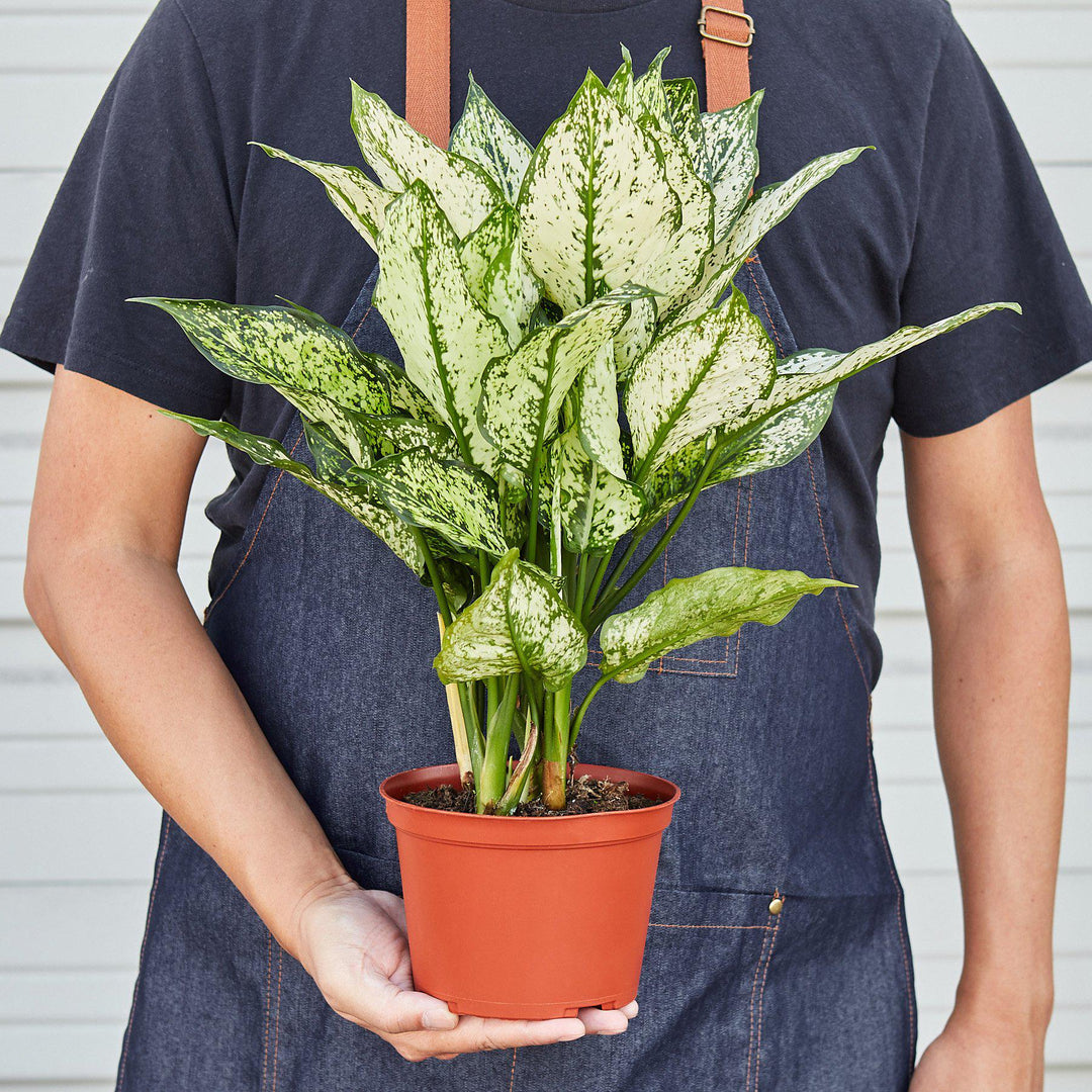 Chinese Evergreen &