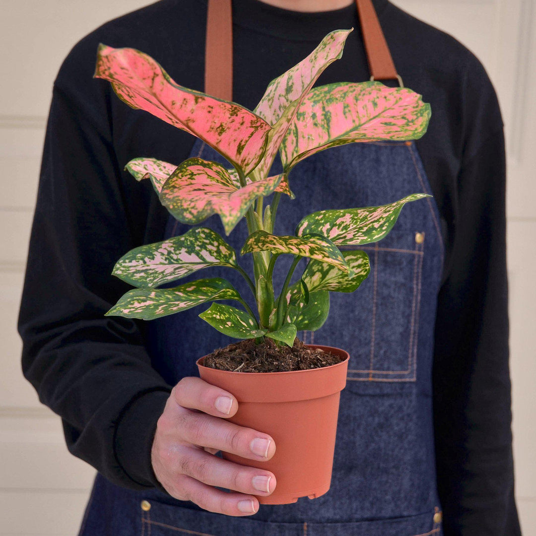 Chinese Evergreen &