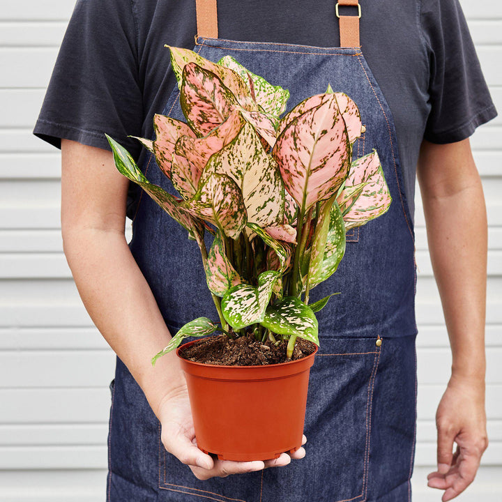 Chinese Evergreen &