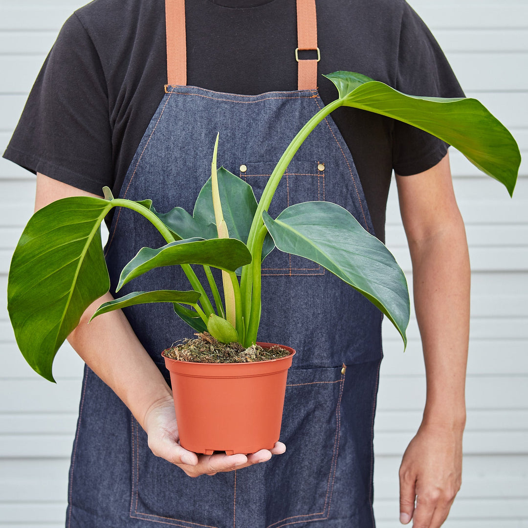 Philodendron &