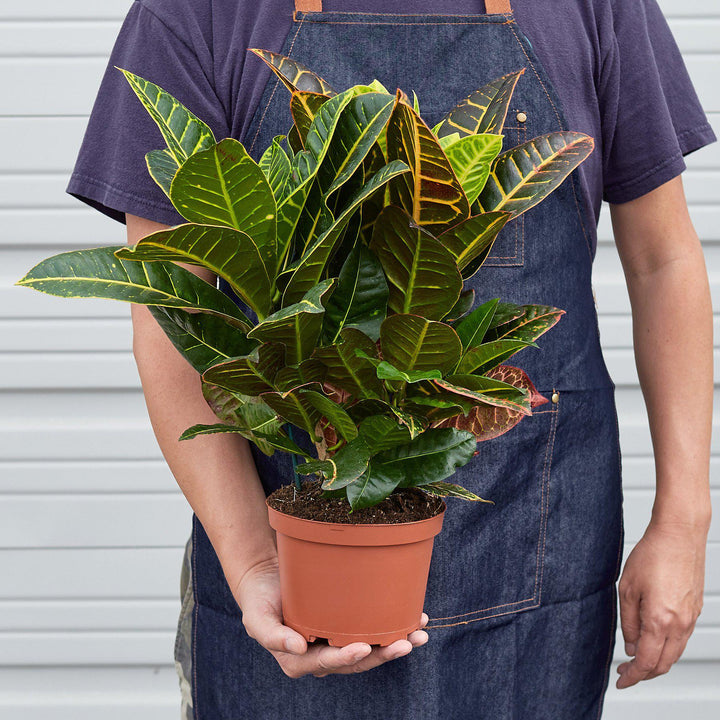 Croton Petra &
