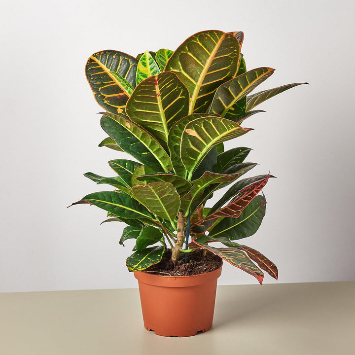Croton Petra &