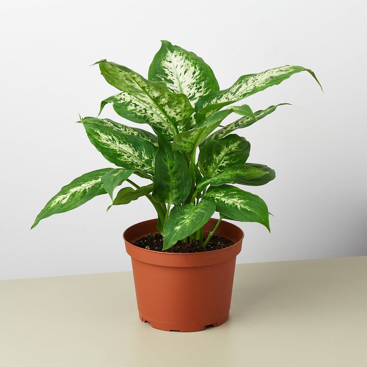 Dieffenbachia &