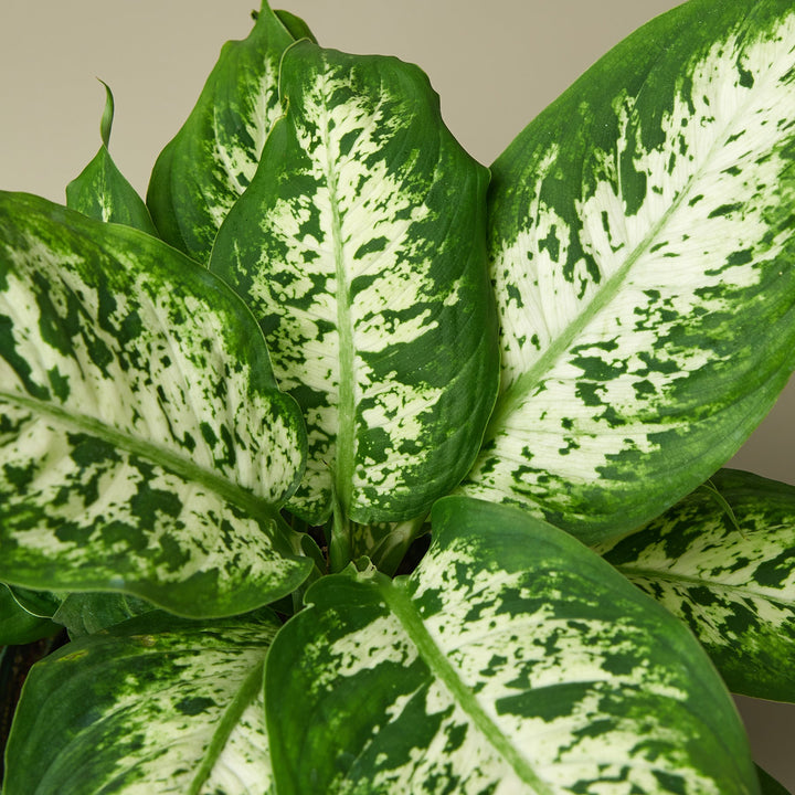 Dieffenbachia &