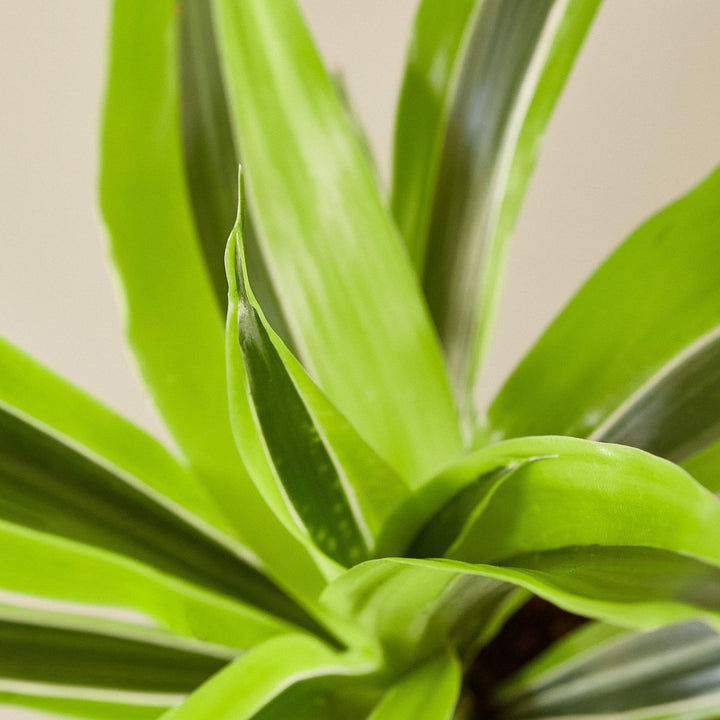 Dracaena &
