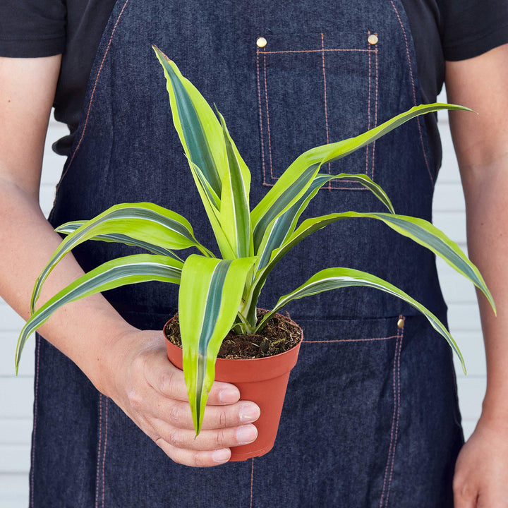 Dracaena &