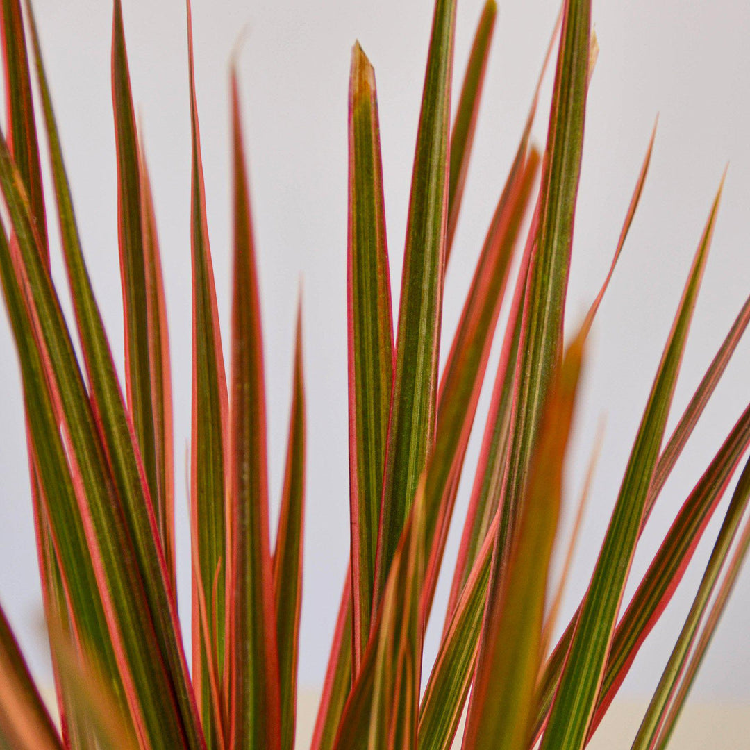 Dracaena &