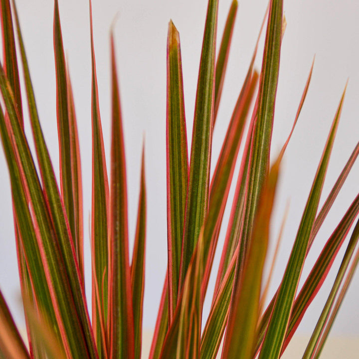 Dracaena &