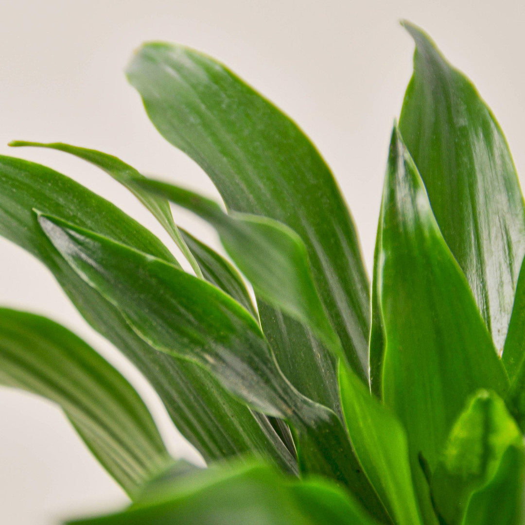 Dracaena &